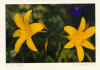 flower5.gif (130643 bytes)